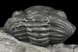 Wide, Enrolled Eldredgeops Trilobite Fossil - New York #164426-3